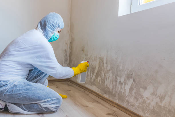 Licensed Attic Mold Removal service in Onley, VA - WQB Mold Removal
