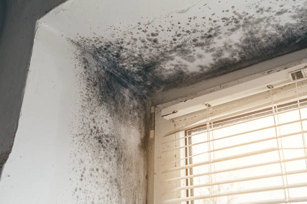 Affordable Attic Mold Removal solutions in Onley, VA