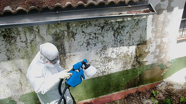Top rated local Attic Mold Removal specialists in Onley, VA